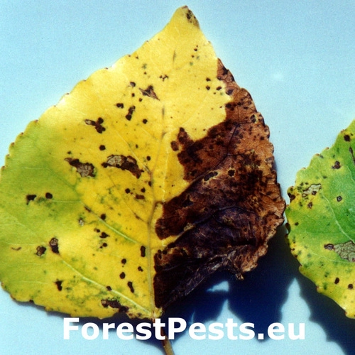 Marson&iacute;na topoľov&aacute;