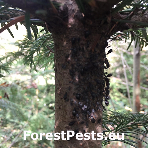 Medovnica Cinara curvipes