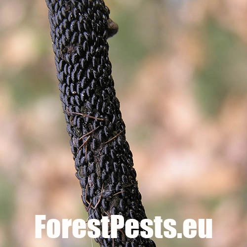 Medovnica dubov&aacute;