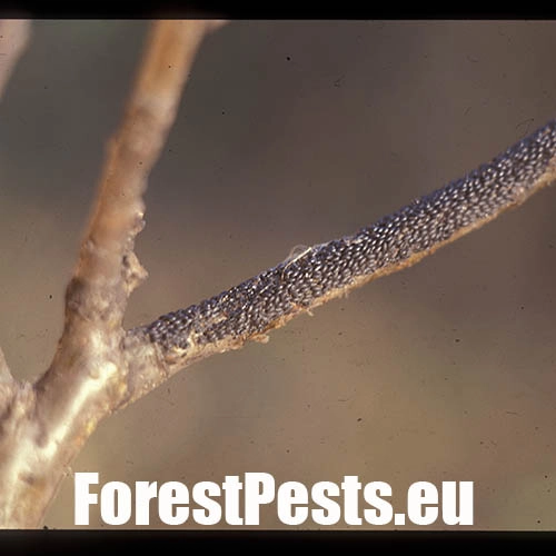 Medovnica dubov&aacute;