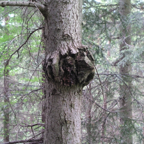 Metlovka jedľov&aacute;