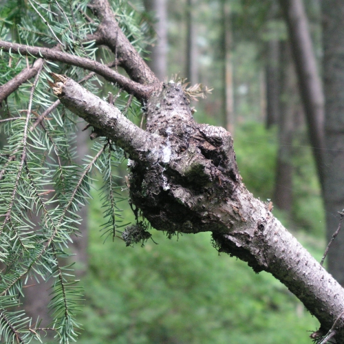Metlovka jedľov&aacute;