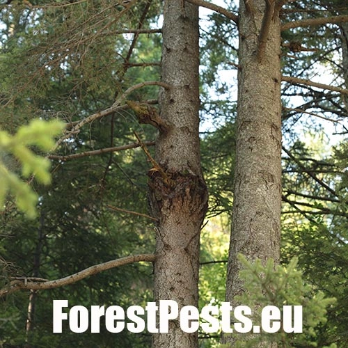 Metlovka jedľov&aacute;