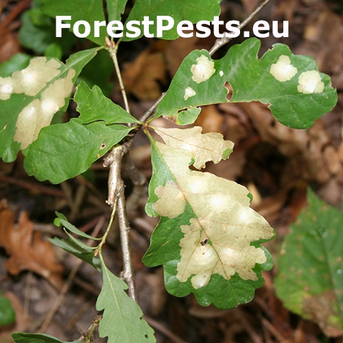 M&iacute;novn&iacute;k dubov&yacute;