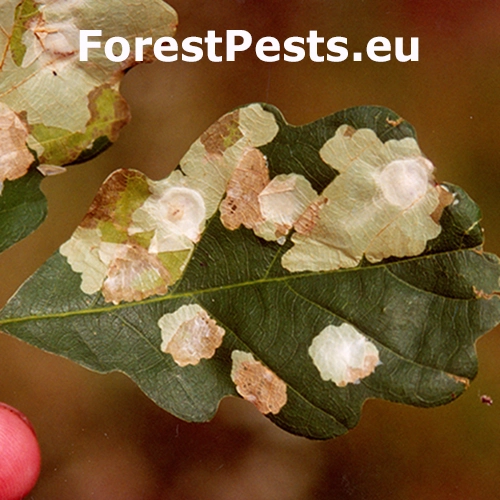 M&iacute;novn&iacute;k dubov&yacute;