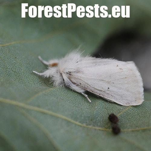 Mn&iacute;&scaron;ka pižmov&aacute; 