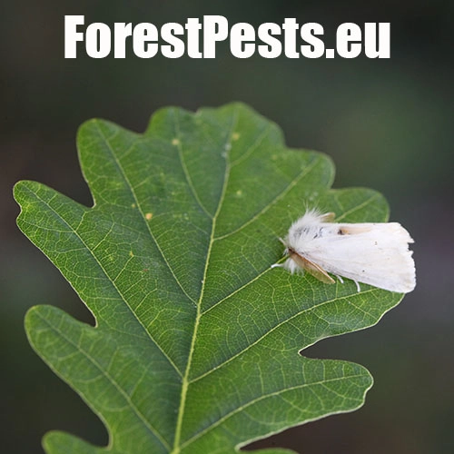 Mn&iacute;&scaron;ka pižmov&aacute; 