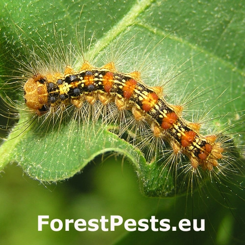 Mn&iacute;&scaron;ka veľkohlav&aacute;