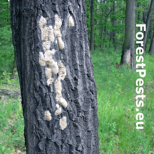 Mn&iacute;&scaron;ka veľkohlav&aacute;