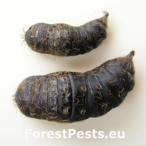 Mn&iacute;&scaron;ka veľkohlav&aacute;