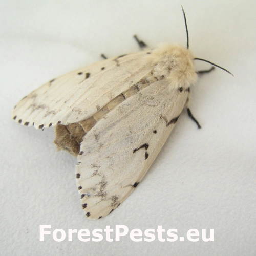 Mn&iacute;&scaron;ka veľkohlav&aacute;