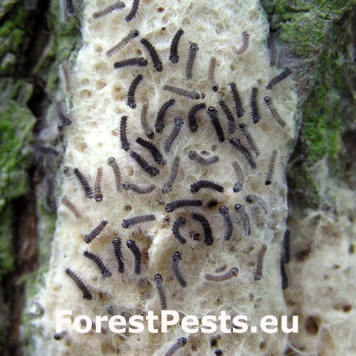 Mn&iacute;&scaron;ka veľkohlav&aacute;