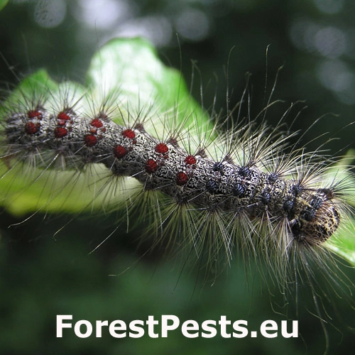 Mn&iacute;&scaron;ka veľkohlav&aacute;