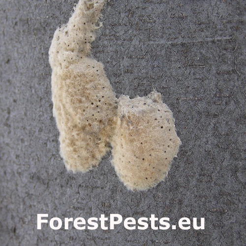 Mn&iacute;&scaron;ka veľkohlav&aacute;