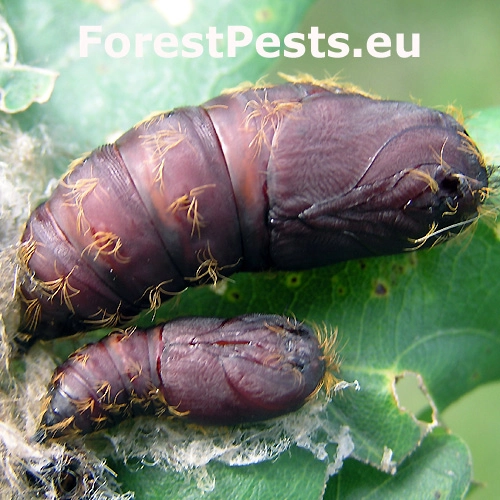 Mn&iacute;&scaron;ka veľkohlav&aacute;