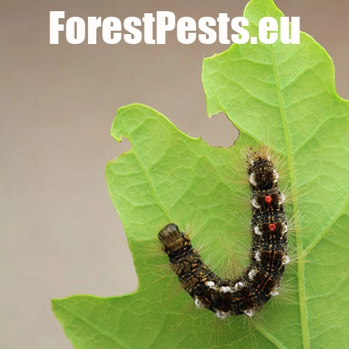 Mn&iacute;&scaron;ka zlatoritka