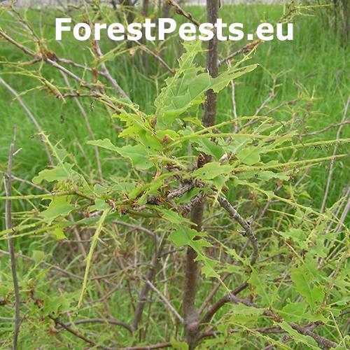 Mn&iacute;&scaron;ka zlatoritka