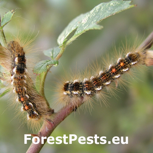 Mn&iacute;&scaron;ka zlatoritka