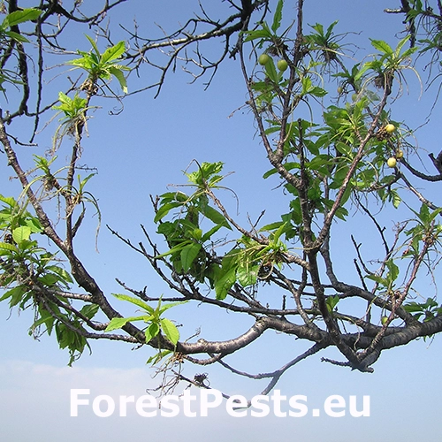 Mn&iacute;&scaron;ka zlatoritka