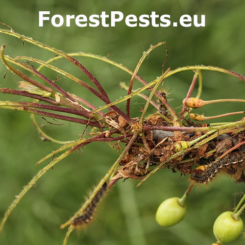 Mn&iacute;&scaron;ka zlatoritka