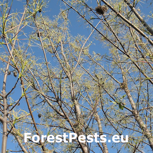 Mn&iacute;&scaron;ka zlatoritka