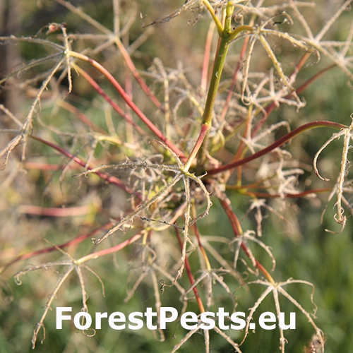Mn&iacute;&scaron;ka zlatoritka