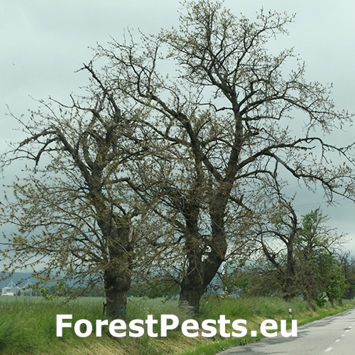 Mn&iacute;&scaron;ka zlatoritka