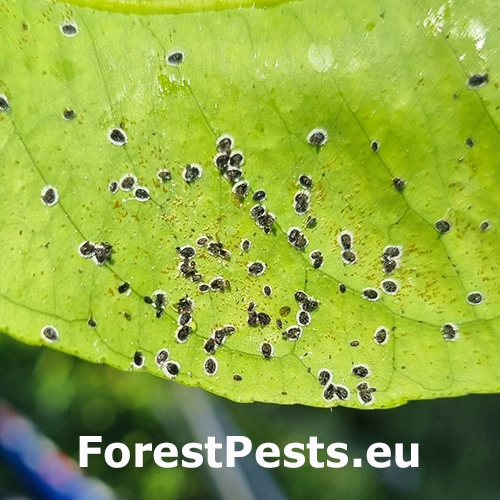 Molica Aleurocanthus spiniferus