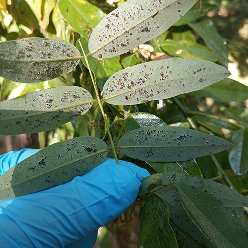 Molica Aleurocanthus spiniferus