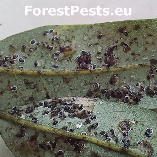 Molica Aleurocanthus spiniferus