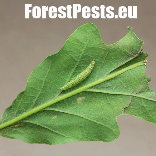 Molička topoľov&aacute;