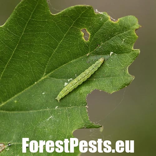 Molička topoľov&aacute;