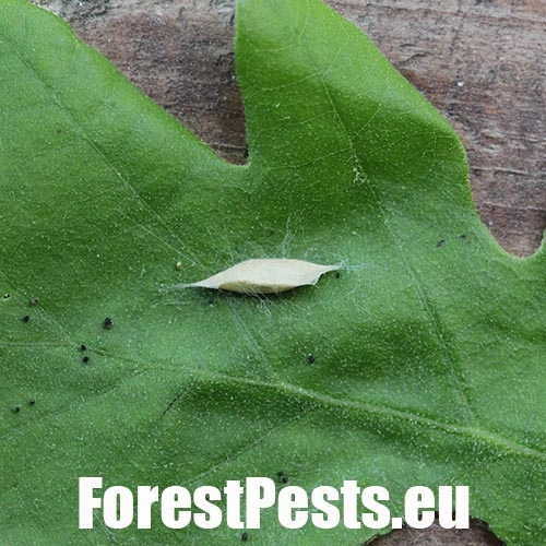 Molička topoľov&aacute;