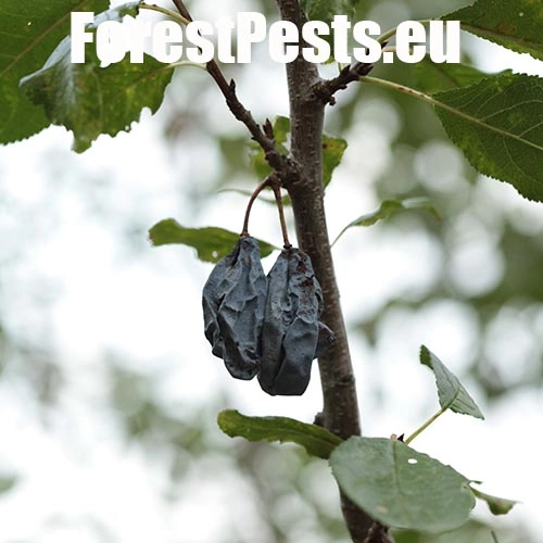 Monili&oacute;za k&ocirc;stkov&iacute;n