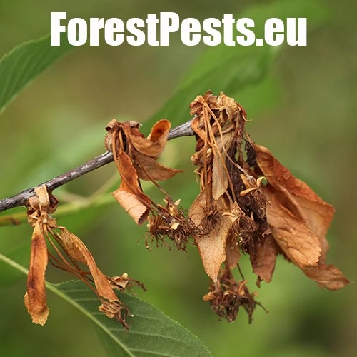 Monili&oacute;za k&ocirc;stkov&iacute;n