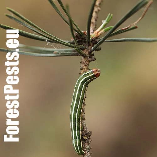 Mora borovicov&aacute;