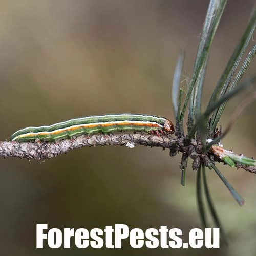 Mora borovicov&aacute;