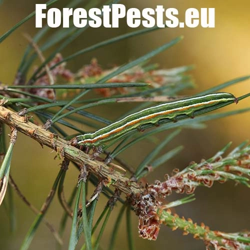 Mora borovicov&aacute;