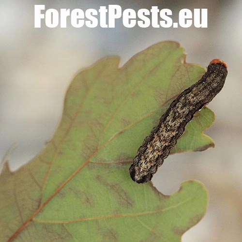 Mora h&aacute;jov&aacute;