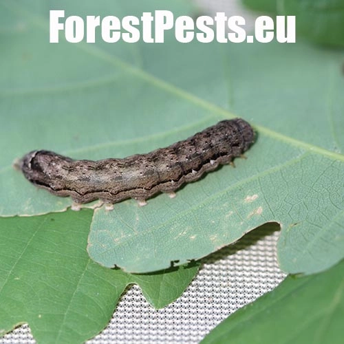 Mora h&aacute;jov&aacute;