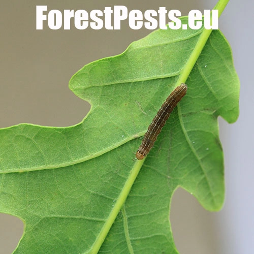 Mora mnohotv&aacute;rna