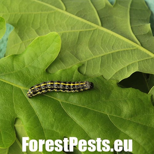 Mora Orthosia miniosa