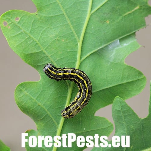 Mora Orthosia miniosa