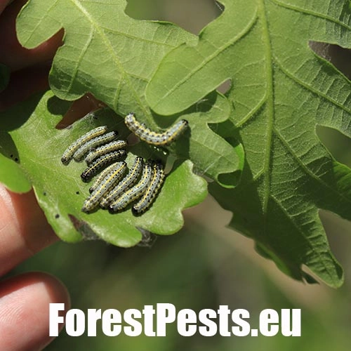 Mora Orthosia miniosa