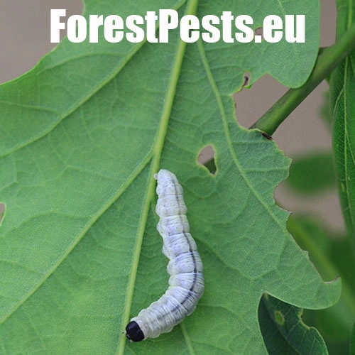 M&ocirc;rka dubinov&aacute;