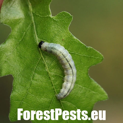 M&ocirc;rka dubinov&aacute;