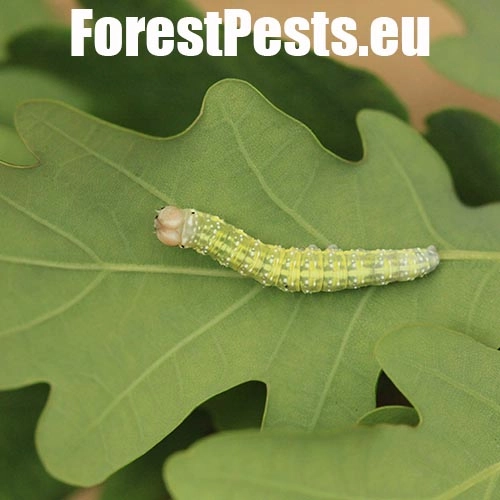 M&ocirc;rka dubov&aacute;