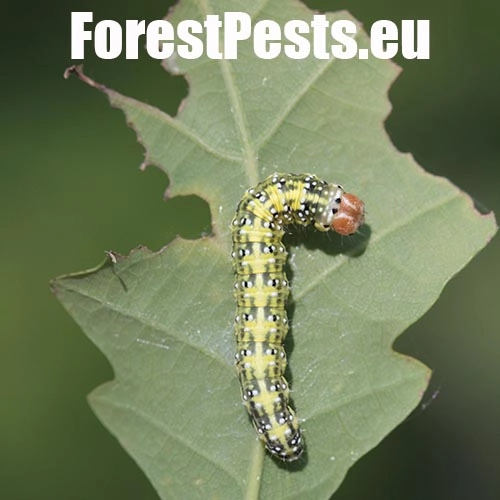 M&ocirc;rka dubov&aacute;