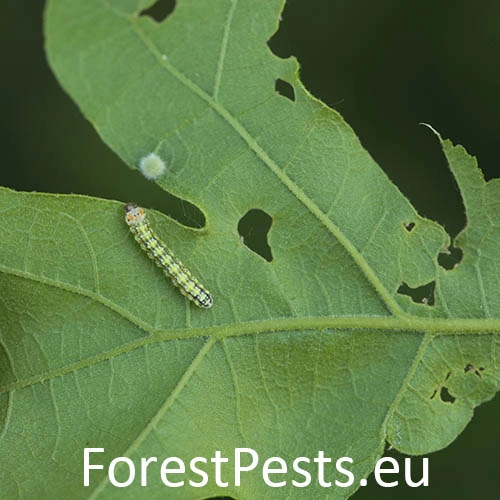 M&ocirc;rka dubov&aacute;