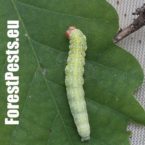 M&ocirc;rka dubov&aacute;